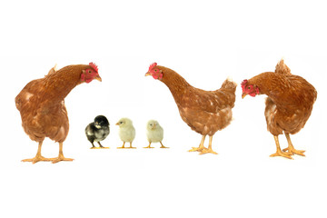 brown  hen