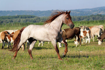 Obraz na płótnie Canvas stallion running across the field