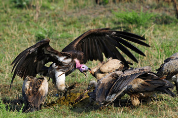 Lappet-faced vulture near the dead wildebeest, Masai Mara