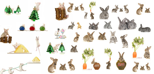 Fototapeta premium rat and grey rabbit