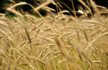 Fototapeta premium 麦の穂波