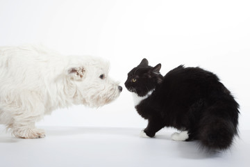 face à face du chat et du chien - westie chat de gouttière