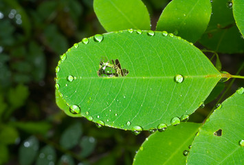 Leaf after rain 13