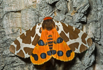 Butterfly tiger-moth (Arctia caja) 6
