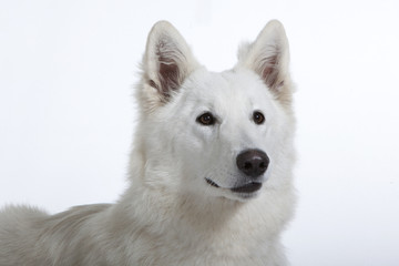 Porträt von Schweisser Schäherhund - berger blanc suisse