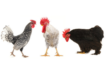 white cock