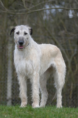 Fototapeta premium IRISH WOOLFHOUND.