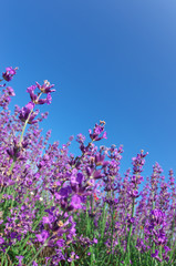 ラベンダーと青空