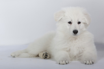 berger blanc suisse - white swiss shepherd dog