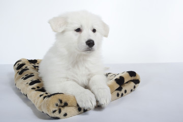 berger blanc suisse sagement allongé