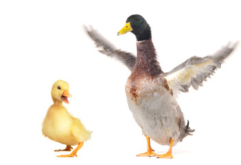 duck