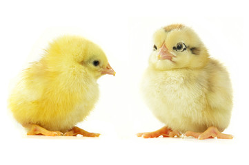 chicks