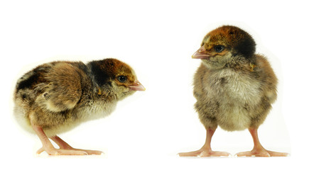 chicks