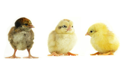 chicks