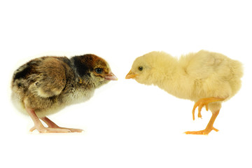 chicks