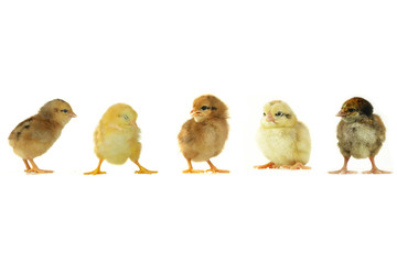 chicks