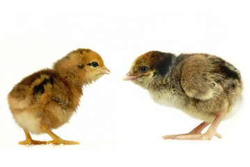 chicks