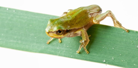 Little frog over rush