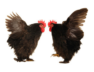 cock