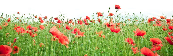 Field of wild poppy flowers.