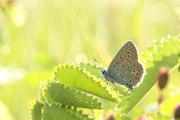 Commom Blue Butterfly on a spring meadow backlit by the morning sun