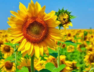 Fototapeta premium sunflowers