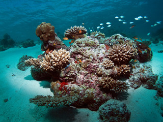 Риф Мальдивы