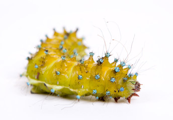 Caterpillar isolated on white background
