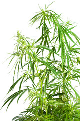 Fototapeta na wymiar Cannabis sativa. Roślin marihuany na białym tle