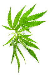 Cannabis sativa. Marijuana leaf isolated on white background