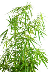 Cannabis sativa. Marijuana plant isolated on white background