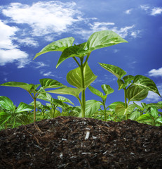 Young green plant
