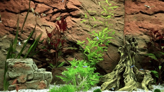 Zierfische