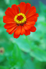 Beautiful red flower on green background