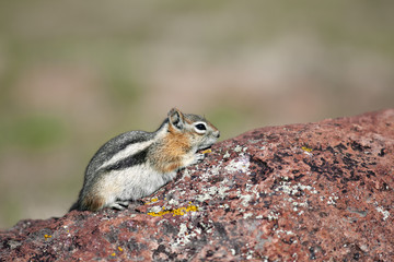 Chipmunk