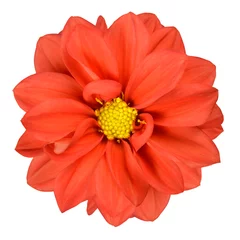 Wall murals Dahlia Orange Dahlia with Yellow Center Isolated on White