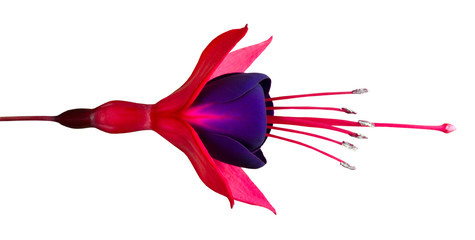 Beautiful Fuchsia Flower Isolated on White Horizontal