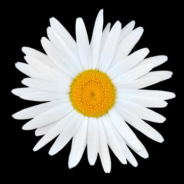 White Chamomile Daisy Flower with Yellow Center Isolated