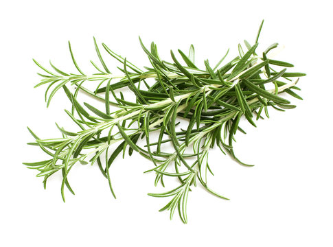 twigs of rosemary