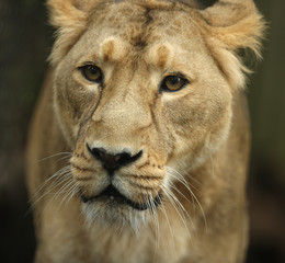 Obraz na płótnie Canvas Portret Lioness Azji