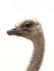Printed roller blinds Ostrich Ostrich