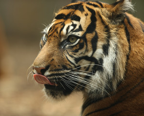 Portrait of a Bengal Tiger
