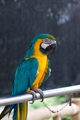 Macaw sitting on a steel pipe