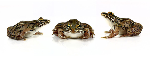 Fototapeta premium Leopard Frogs