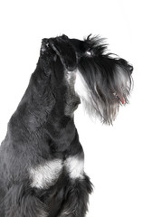 Standard Schnauzer, 1 years old, isolated on white