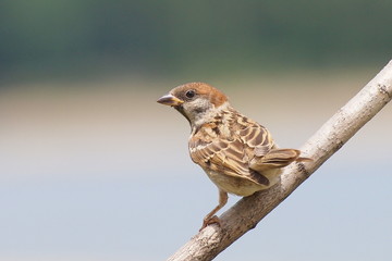 Tree Sparrow on branch, Passer montanus