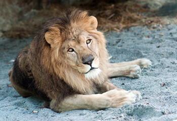 lion