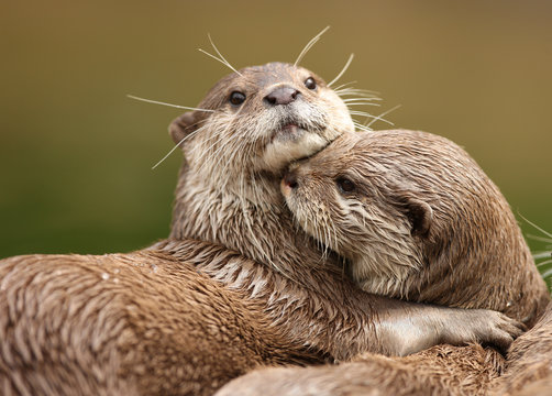 Fototapeta Oriental Short-Clawed Otters cuddling