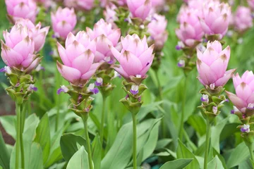 Crédence de cuisine en verre imprimé Tulipe Pink field of Siam tulip