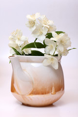 Jasmine in teapot